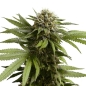 Preview: Apple Fritter Auto (Autoflowering Indica)